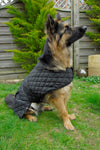 Rhinegold Balmoral Quilted Dog Coat